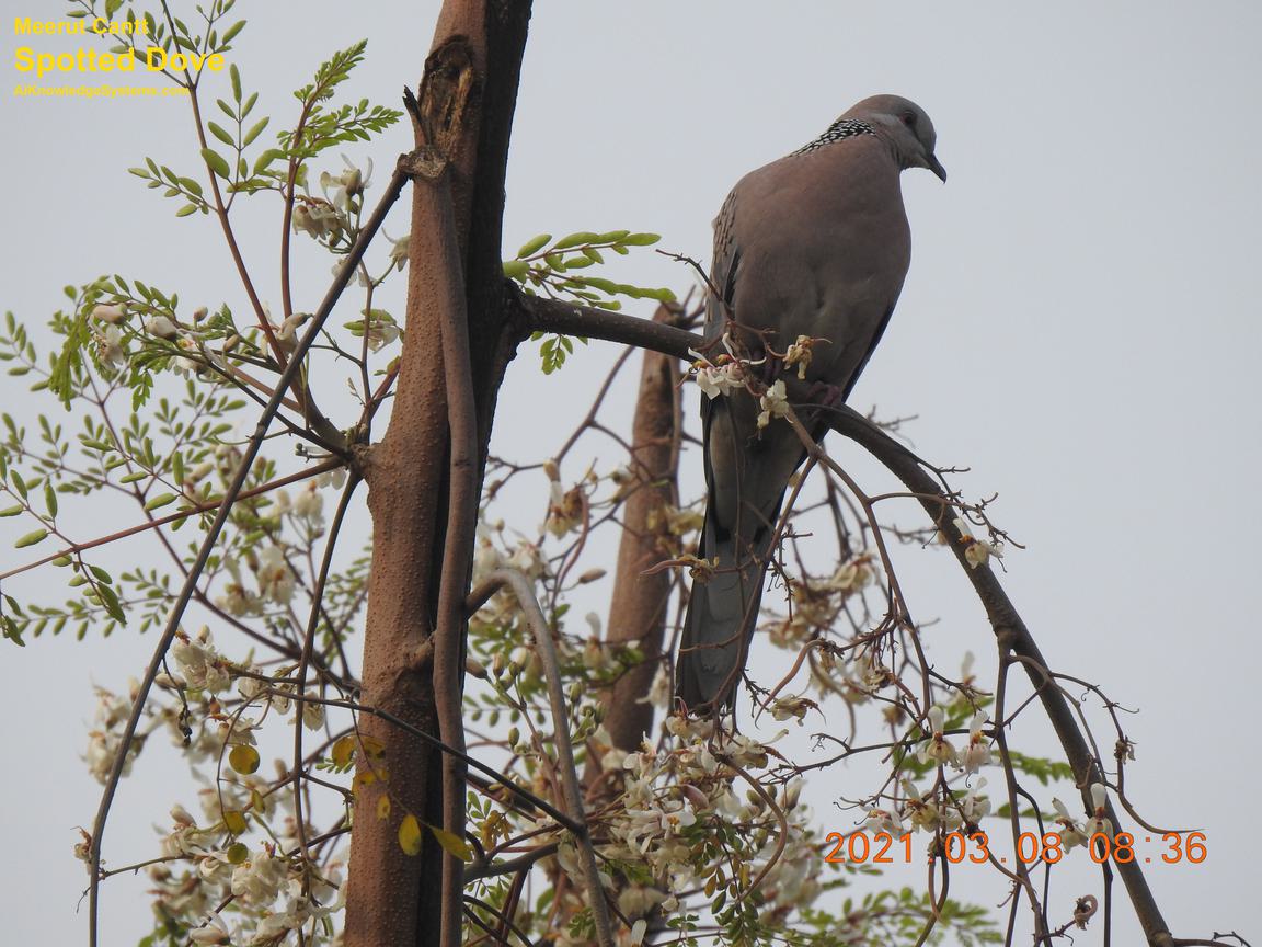 Dove Spotted (115) Coming Soon